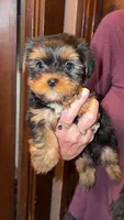 Skunk, a male Yorkshire Terrier for sale in Oak Brook, IL – 1 of 1