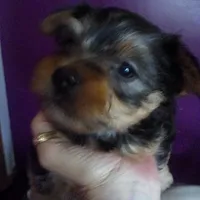 Mikey, a male Yorkshire Terrier for sale in Oak Brook, IL – 1 of 1