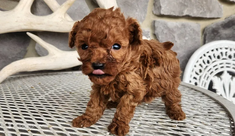 Mike  – Poodle - Toy  puppy for sale in Oak Brook, IL