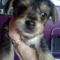 Mj, a male Yorkshire Terrier for sale in Oak Brook, IL – 1 of 1