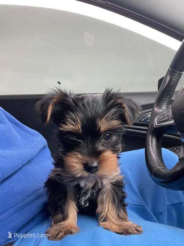 Paris – Yorkshire Terrier puppy for sale in Oak Brook, IL