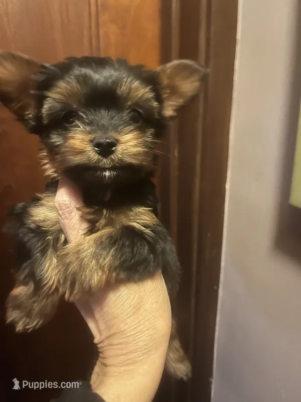 Tutu  – Yorkshire Terrier puppy for sale in Frankfort, IL