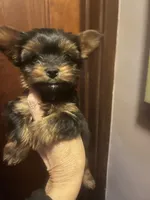 Tutu , a male Yorkshire Terrier for sale in Frankfort, IL – 1 of 1