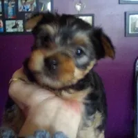 Ocean, a female Yorkshire Terrier for sale in Oak Brook, IL – 1 of 1
