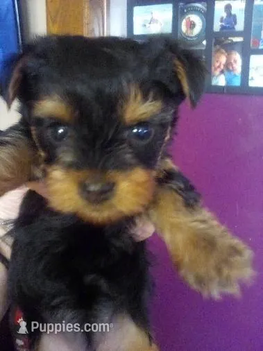 Pappy – Yorkshire Terrier puppy for sale in Oak Brook, IL