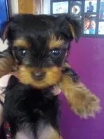 Pappy, a male Yorkshire Terrier for sale in Oak Brook, IL – 1 of 1
