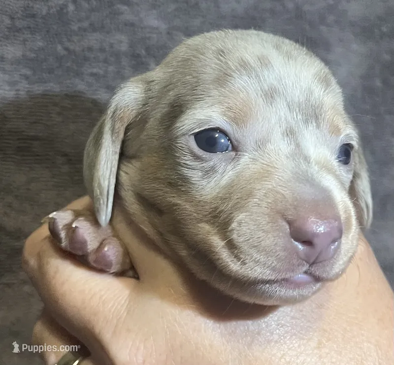 Isabella Dapple Female – Miniature Dachshund puppy on hold in Greeneville, TN