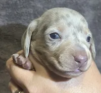 Isabella Dapple Female, a female Miniature Dachshund for sale in Greeneville, TN – 1 of 3