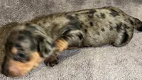 Dapple Male 1, a male Miniature Dachshund for sale in Greeneville, TN – 2 of 2