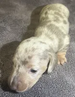 Isabella Dapple Female, a female Miniature Dachshund for sale in Greeneville, TN – 3 of 3