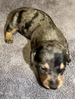 Dapple Male 2, a male Miniature Dachshund for sale in Greeneville, TN – 2 of 2