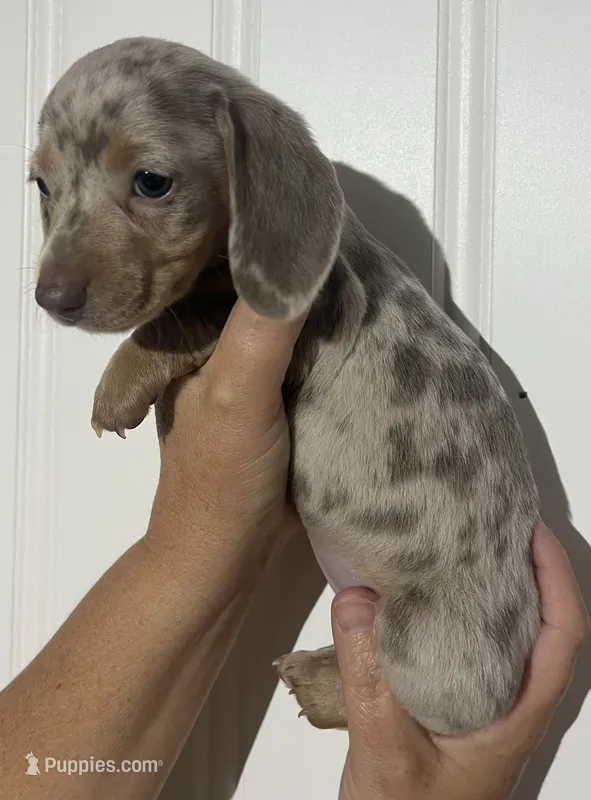 Isabella Dapple Female 2 – Miniature Dachshund puppy for sale in Greeneville, TN