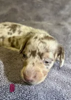 Red Dapple  Female, a female Miniature Dachshund for sale in Greeneville, TN – 3 of 3