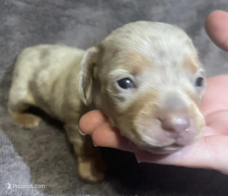 Isabella Dapple Female 2 – Miniature Dachshund puppy for sale in Greeneville, TN