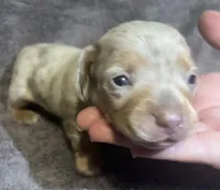 Isabella Dapple Female 2, a female Miniature Dachshund for sale in Greeneville, TN – 1 of 2