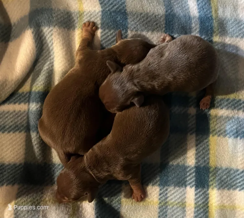 Brown and Tan – Miniature Dachshund puppy for sale in Greeneville, TN
