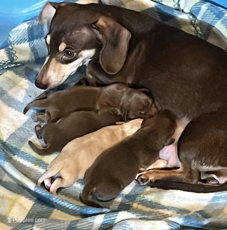 Brown and Tan – Miniature Dachshund puppy for sale in Greeneville, TN