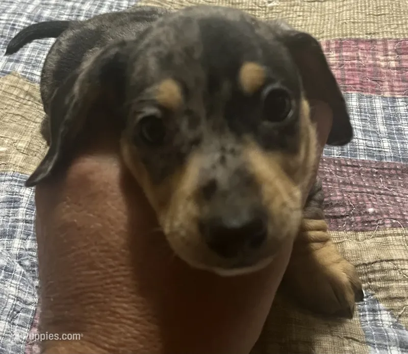 Harvey - Dapple Male – Miniature Dachshund puppy for sale in Greeneville, TN