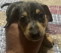 Harvey - Dapple Male, a male Miniature Dachshund for sale in Greeneville, TN – 1 of 3
