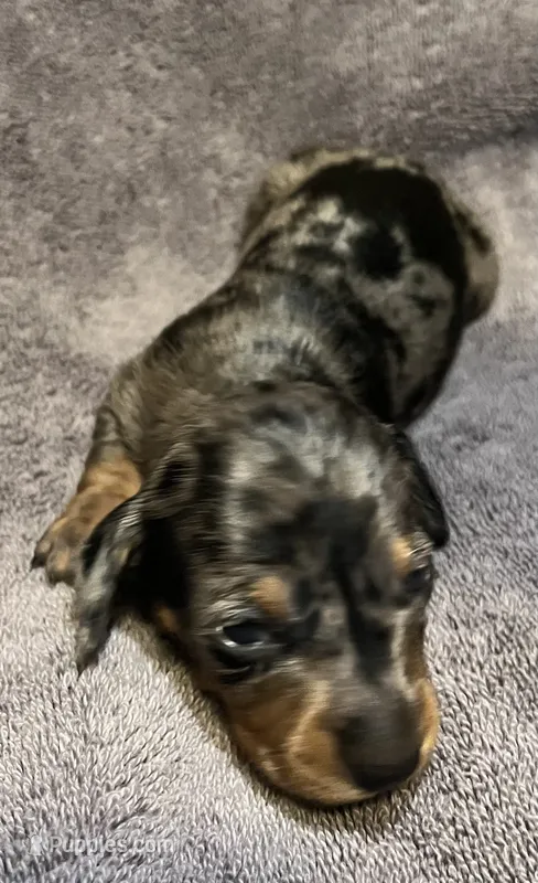 Dapple Male 3 – Miniature Dachshund puppy for sale in Greeneville, TN