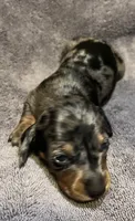 Dapple Male 3, a male Miniature Dachshund for sale in Greeneville, TN – 1 of 2