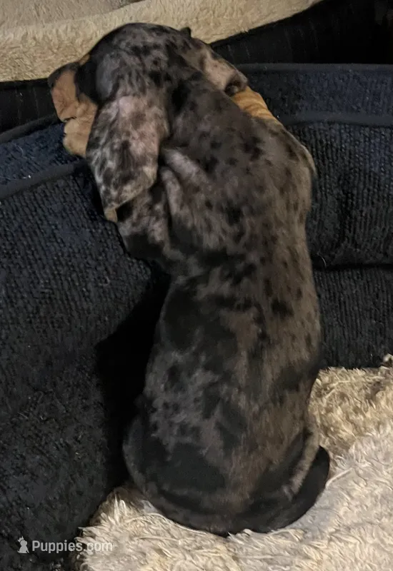 Blue Dapple Male 8 weeks old – Miniature Dachshund puppy for sale in Greeneville, TN