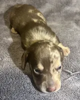 Red Dapple Male 2, a male Miniature Dachshund for sale in Greeneville, TN – 3 of 3