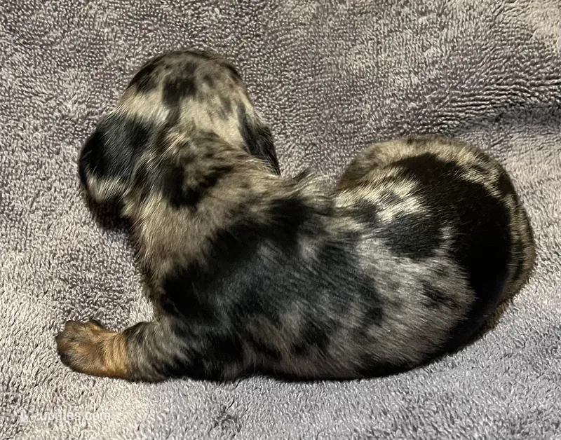 Dapple Male 3 – Miniature Dachshund puppy for sale in Greeneville, TN