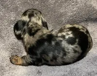 Dapple Male 3, a male Miniature Dachshund for sale in Greeneville, TN – 2 of 2