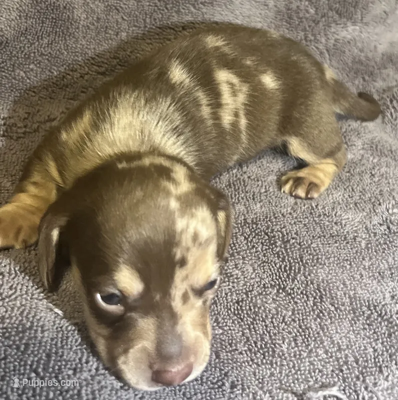 Red Dapple Male 2 – Miniature Dachshund puppy for sale in Greeneville, TN