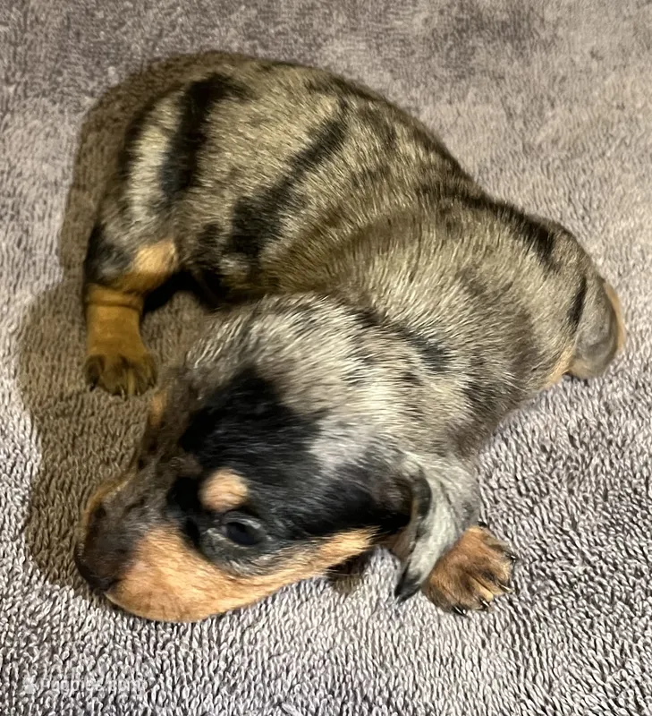 Dapple Male 2 – Miniature Dachshund puppy for sale in Greeneville, TN