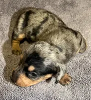 Dapple Male 2, a male Miniature Dachshund for sale in Greeneville, TN – 1 of 2