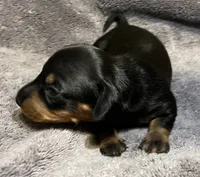 BLK/Tan Male, a male Miniature Dachshund for sale in Greeneville, TN – 2 of 2