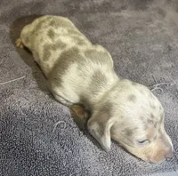 Isabella Dapple Female, a female Miniature Dachshund for sale in Greeneville, TN – 2 of 3