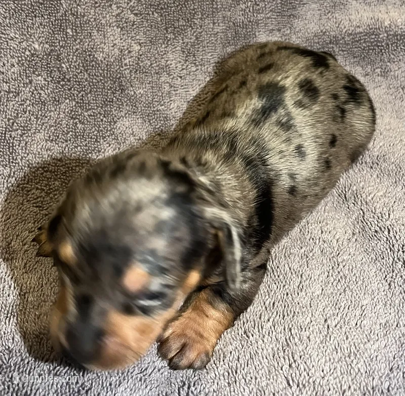 Dapple Male 1 – Miniature Dachshund puppy for sale in Greeneville, TN
