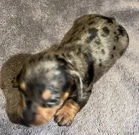 Dapple Male 1, a male Miniature Dachshund for sale in Greeneville, TN – 1 of 2