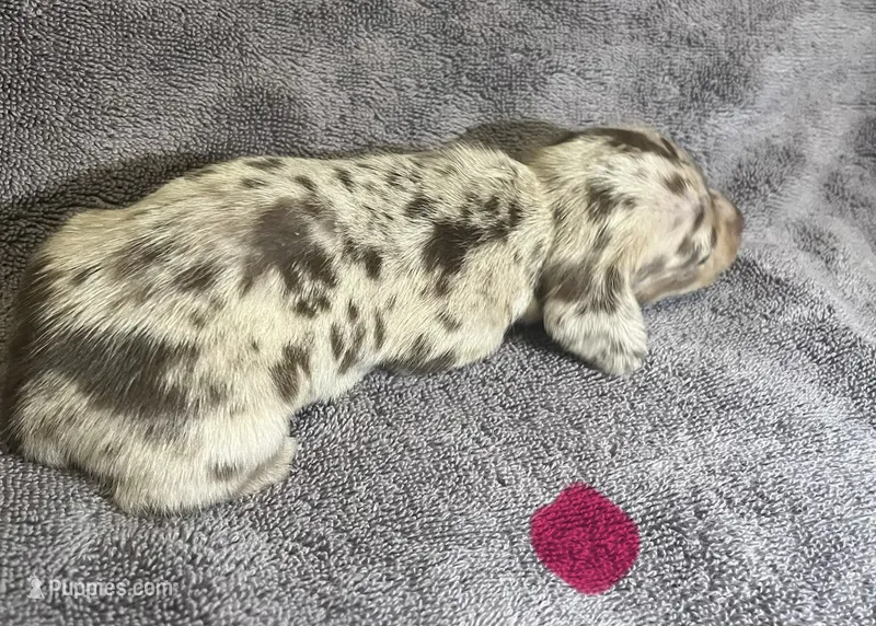 Red Dapple  Female – Miniature Dachshund puppy for sale in Greeneville, TN