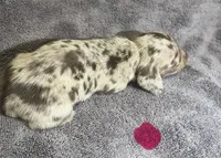 Red Dapple  Female, a female Miniature Dachshund for sale in Greeneville, TN – 1 of 3