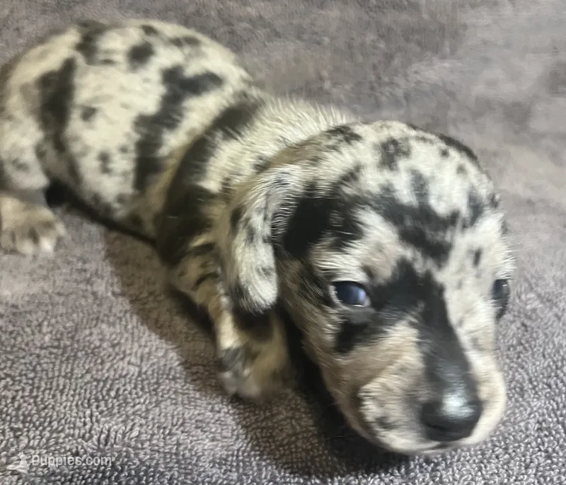 Blue  Dapple Male – Miniature Dachshund puppy for sale in Greeneville, TN