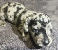 Blue  Dapple Male, a male Miniature Dachshund for sale in Greeneville, TN – 1 of 3