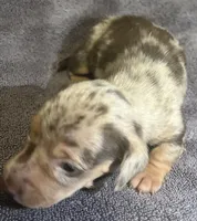 Red Dapple  Male, a male Miniature Dachshund for sale in Greeneville, TN – 2 of 2