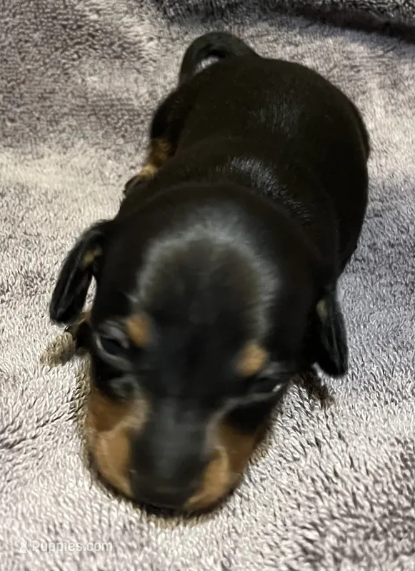 BLK/Tan Male – Miniature Dachshund puppy for sale in Greeneville, TN