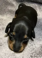BLK/Tan Male, a male Miniature Dachshund for sale in Greeneville, TN – 1 of 2