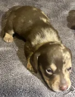 Red Dapple Male 2, a male Miniature Dachshund for sale in Greeneville, TN – 2 of 3