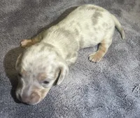 Isabella Dapple Female 2, a female Miniature Dachshund for sale in Greeneville, TN – 2 of 2