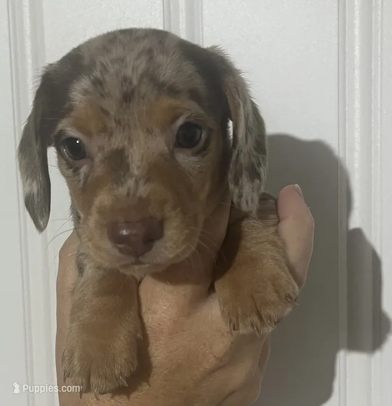 Isabella Dapple Female – Miniature Dachshund puppy for sale in Greeneville, TN