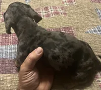 Harvey - Dapple Male, a male Miniature Dachshund for sale in Greeneville, TN – 2 of 3