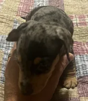 Harvey - Dapple Male, a male Miniature Dachshund for sale in Greeneville, TN – 3 of 3