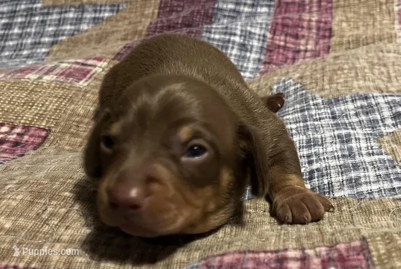 Brown/Tan Boy – Miniature Dachshund puppy for sale in Greeneville, TN