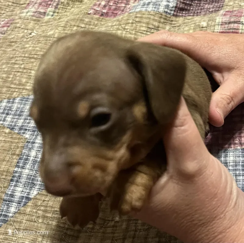 Brown/Tan Boy – Miniature Dachshund puppy for sale in Greeneville, TN